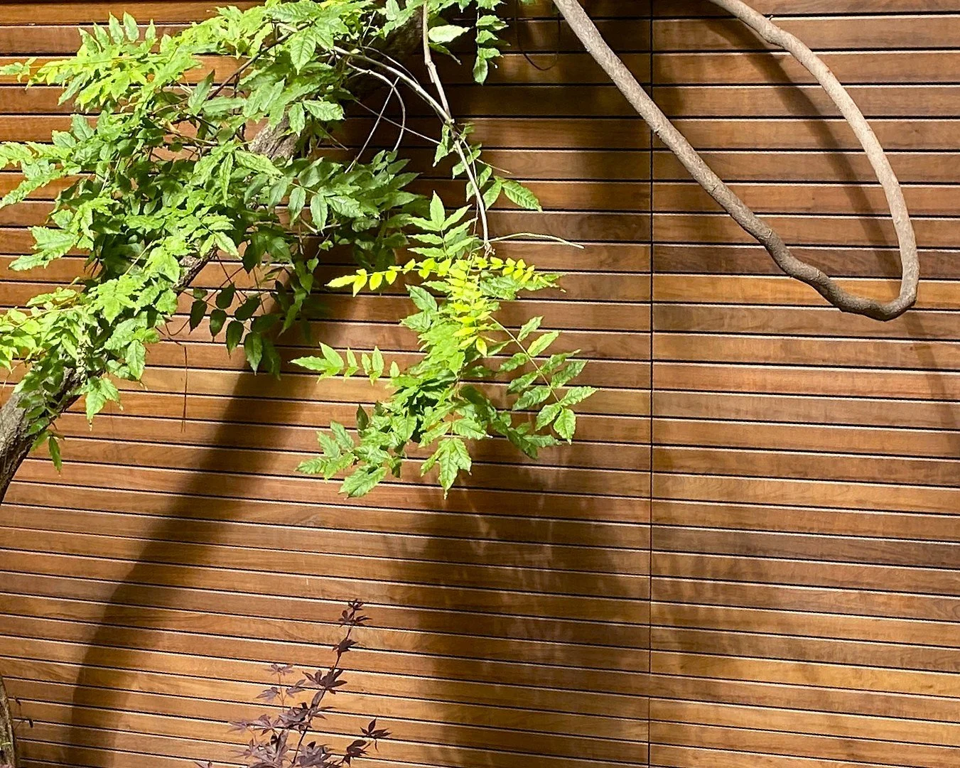 Ipe fence design and installation with wisteria vine