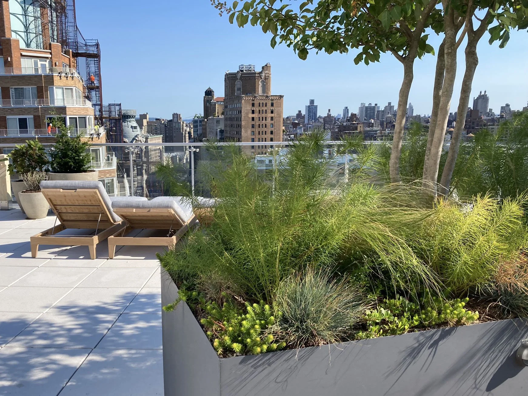 An amenity rooftop in NYC has flowering trees and plants. Crape Myrtle and Amsonia.