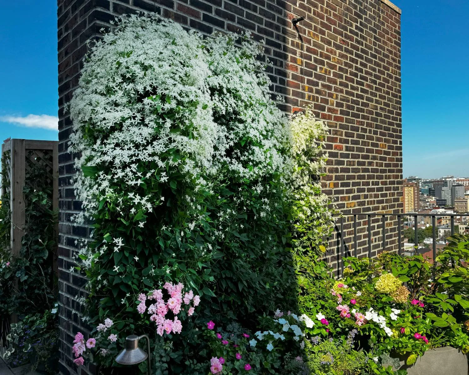 cozy-rooftop-garden-design-custom-screening-climbing-vines (6).jpg