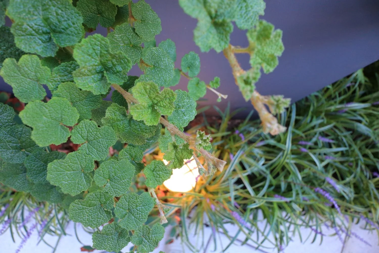 terrace-amenity-rubus-design-shade-garden-nyc-landscape-lighting (6).JPG