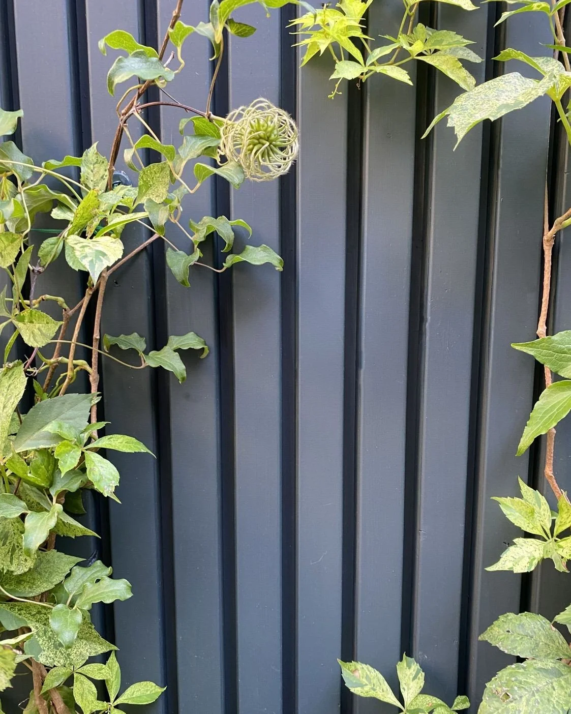 Climbing vines on fluted cedar fence