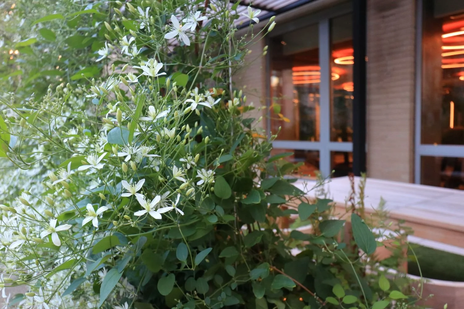 Shade clematis plants and landscape lighting NYC landscape design