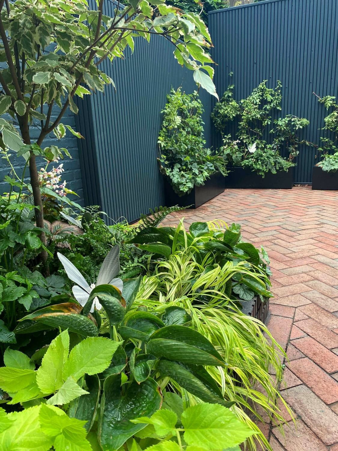 Modern design shade plants with a variegated-dogwood