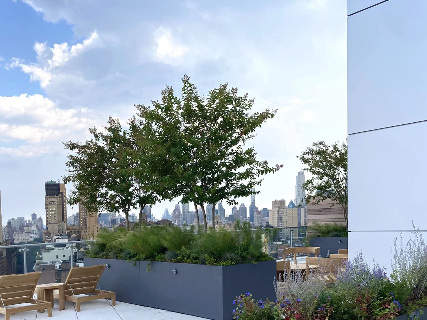 An amenity rooftop in NYC has flowering trees and plants. Crape Myrtle and Amsonia.