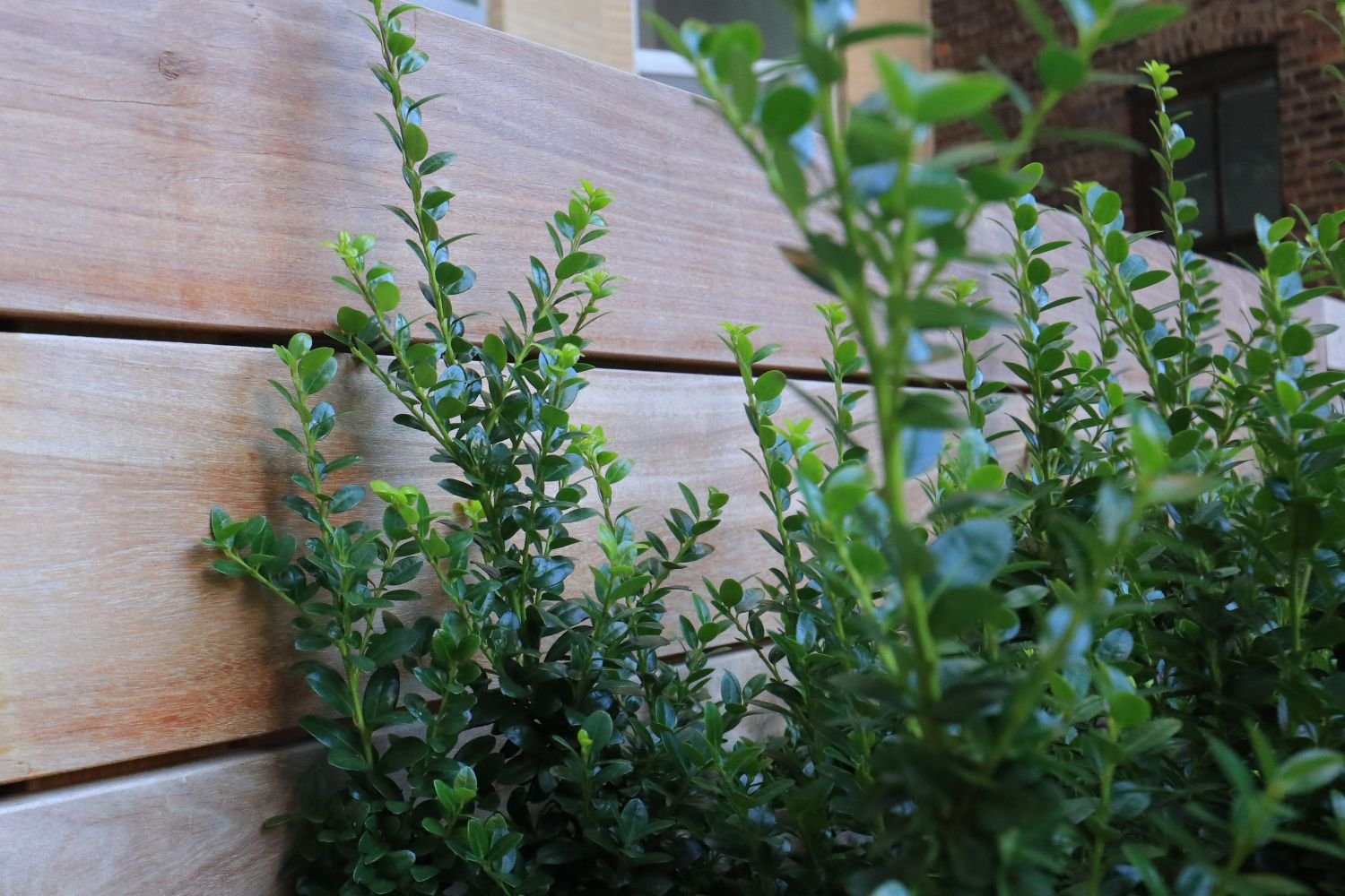 Ipe fence privacy screening with evergreen shrubs