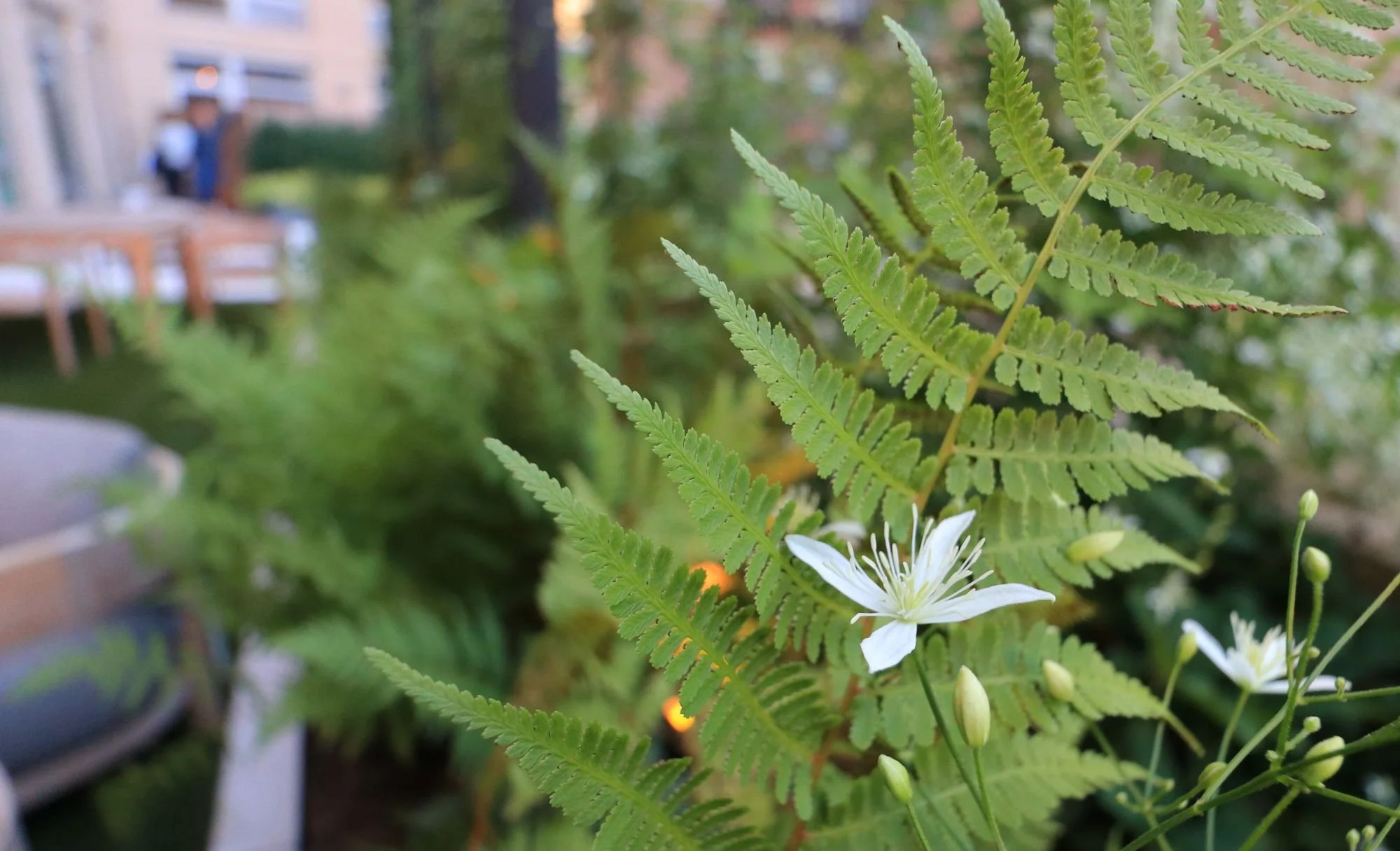 Amenity pergola design shade garden with clematis-vines and ferns