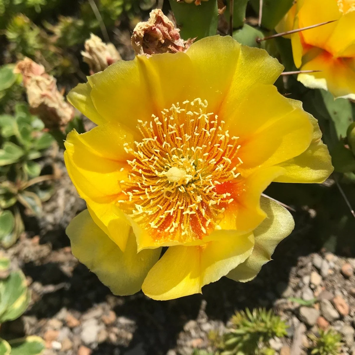 NYC Rooftop Landscape Dseign (10).jpg