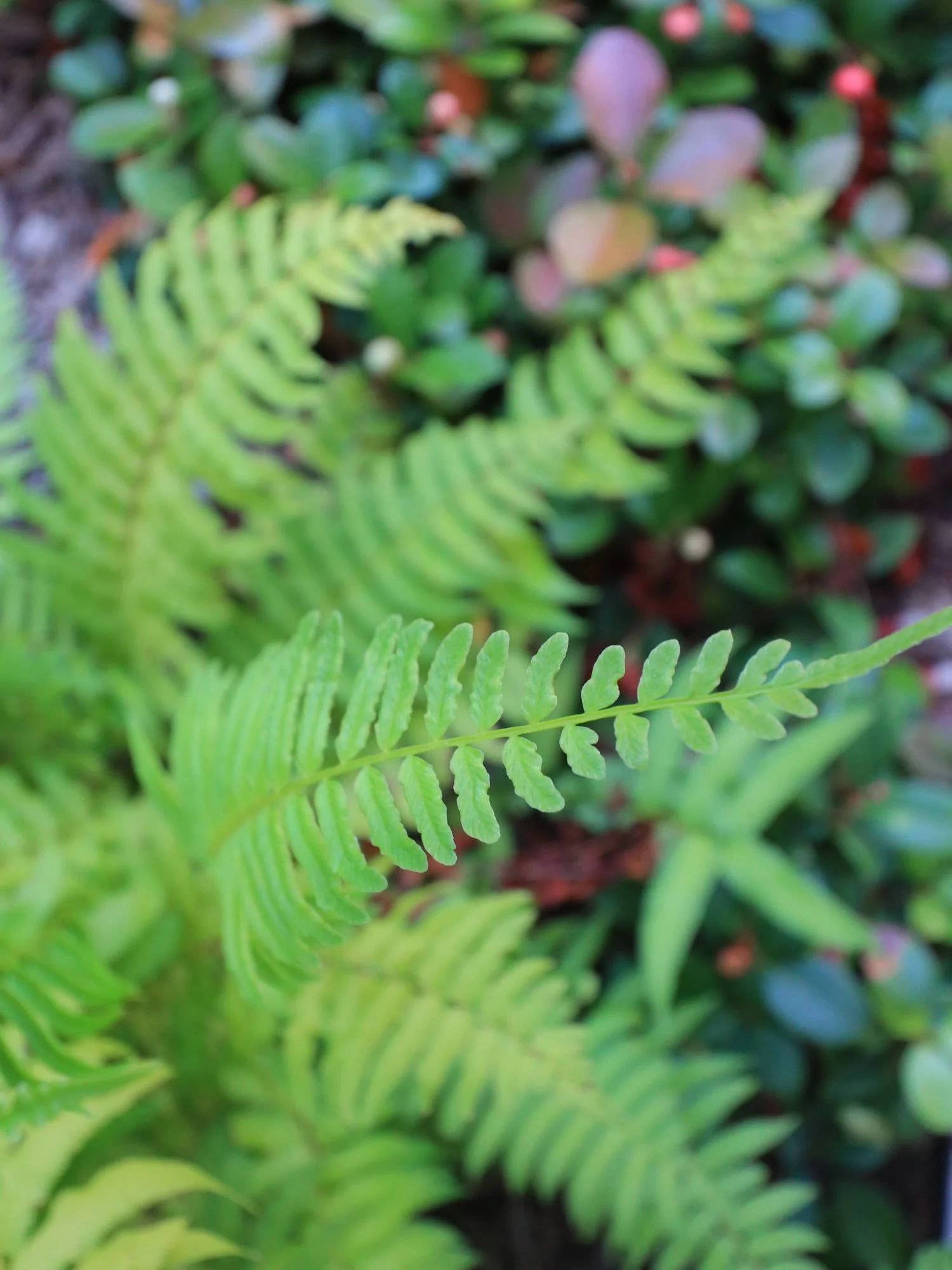 Shade plants nyc landscape garden