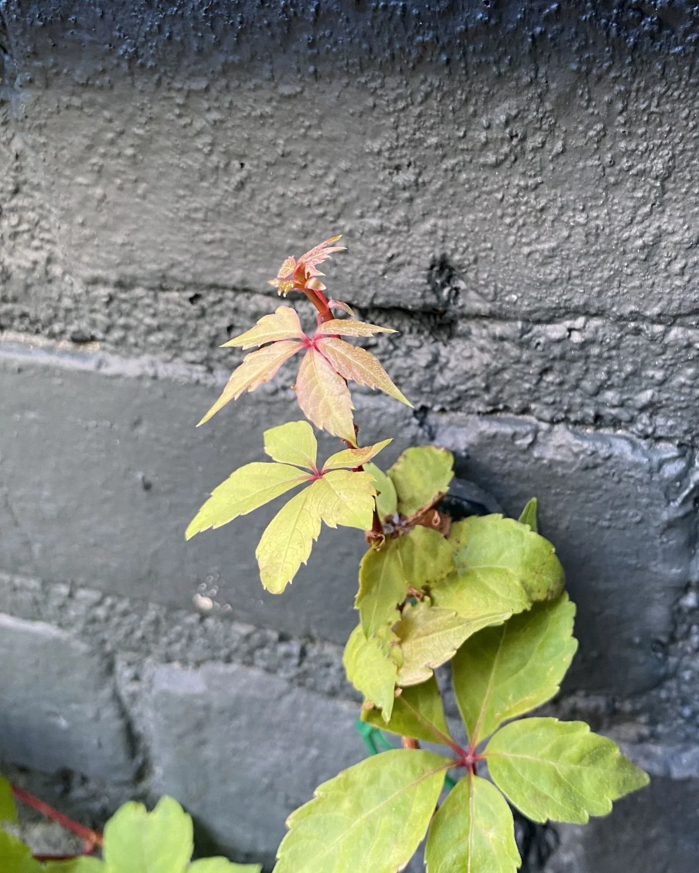 Climbing vines on brick wall