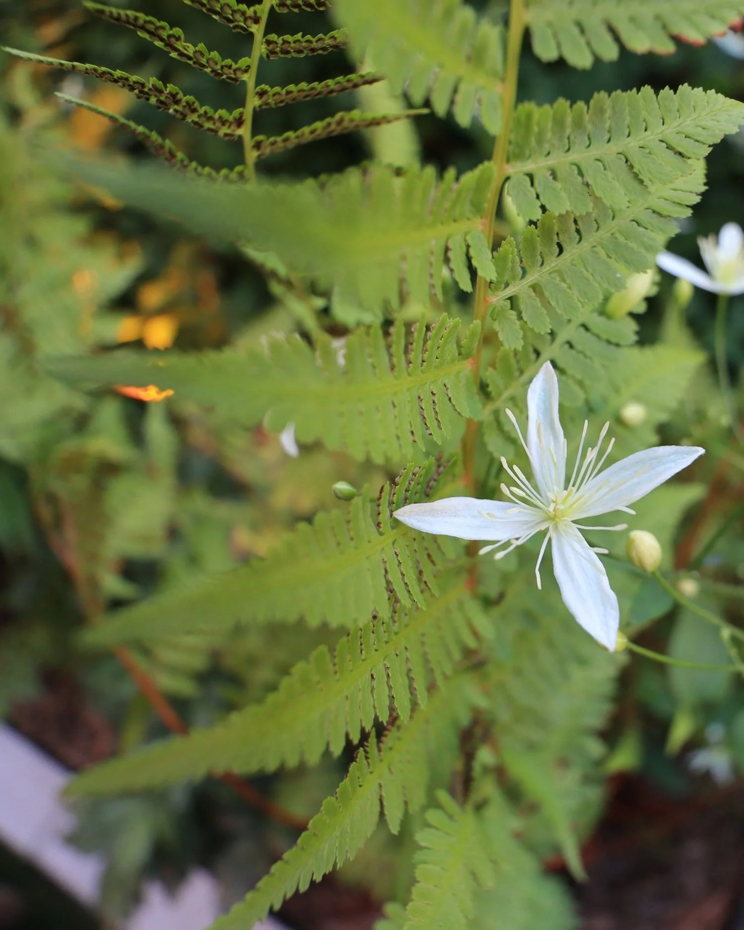 Shade plants and landscape lighting nyc landscape design