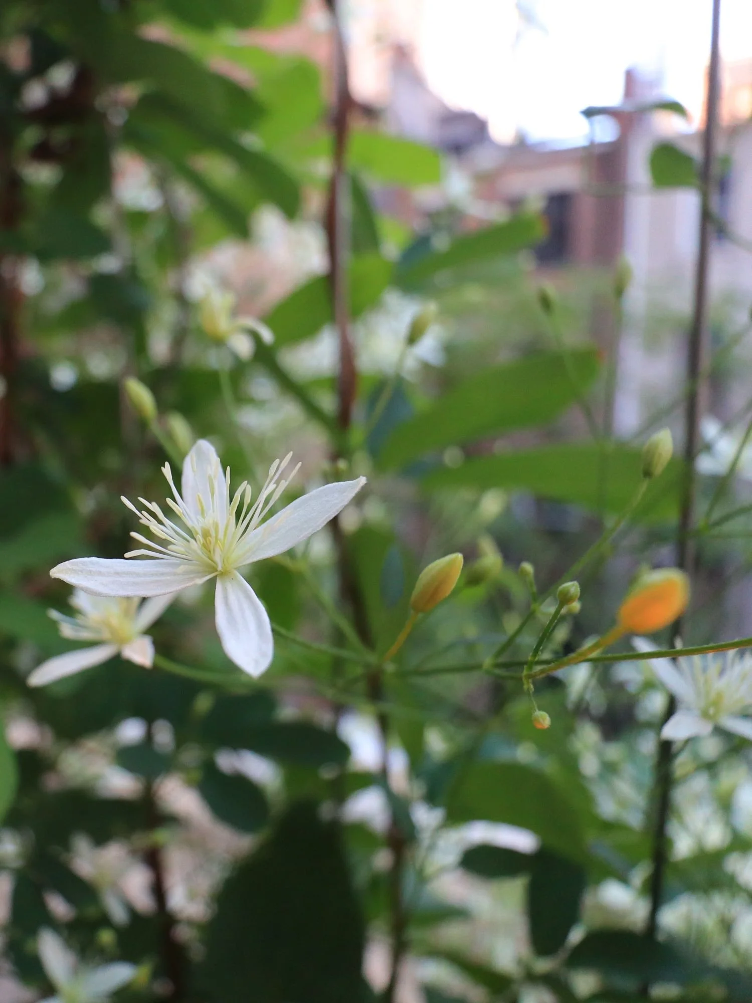 Shade clematis plants and landscape lighting NYC landscape design
