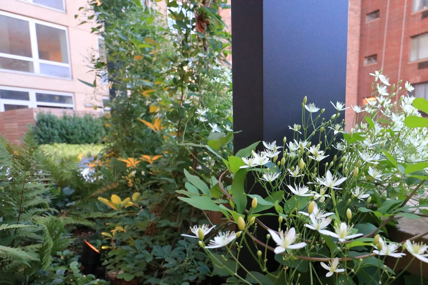 Shade clematis plants and landscape lighting NYC landscape design