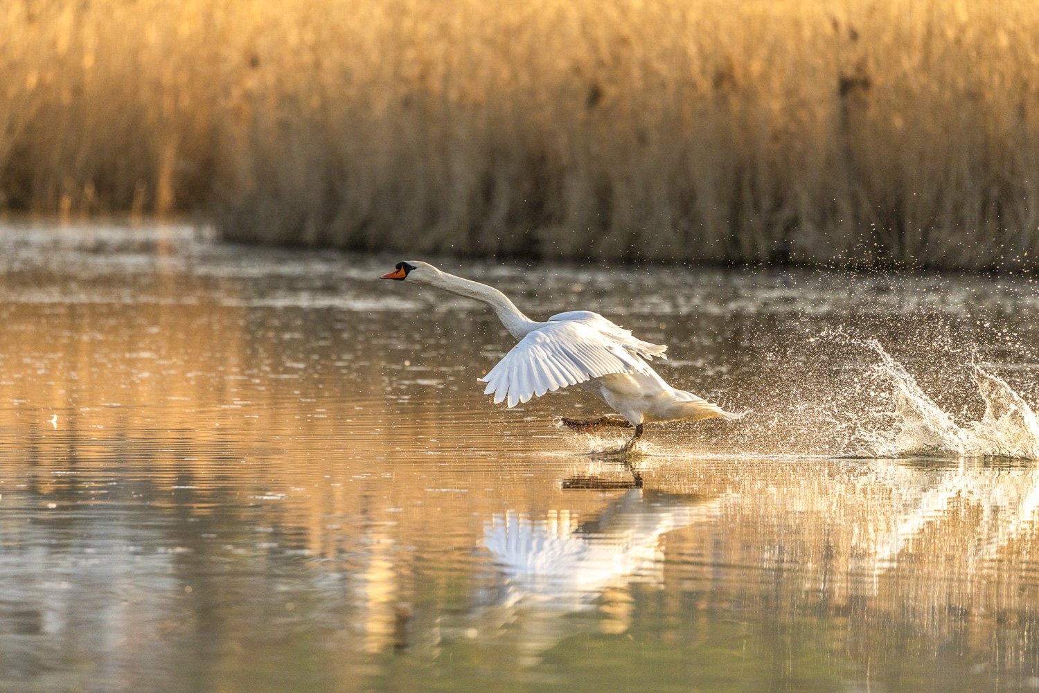 F26-23-Schwan im Morgenlicht