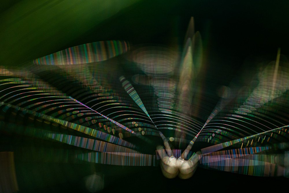susanne_venditti_naturfotografie_spinnennetz_detail.jpg