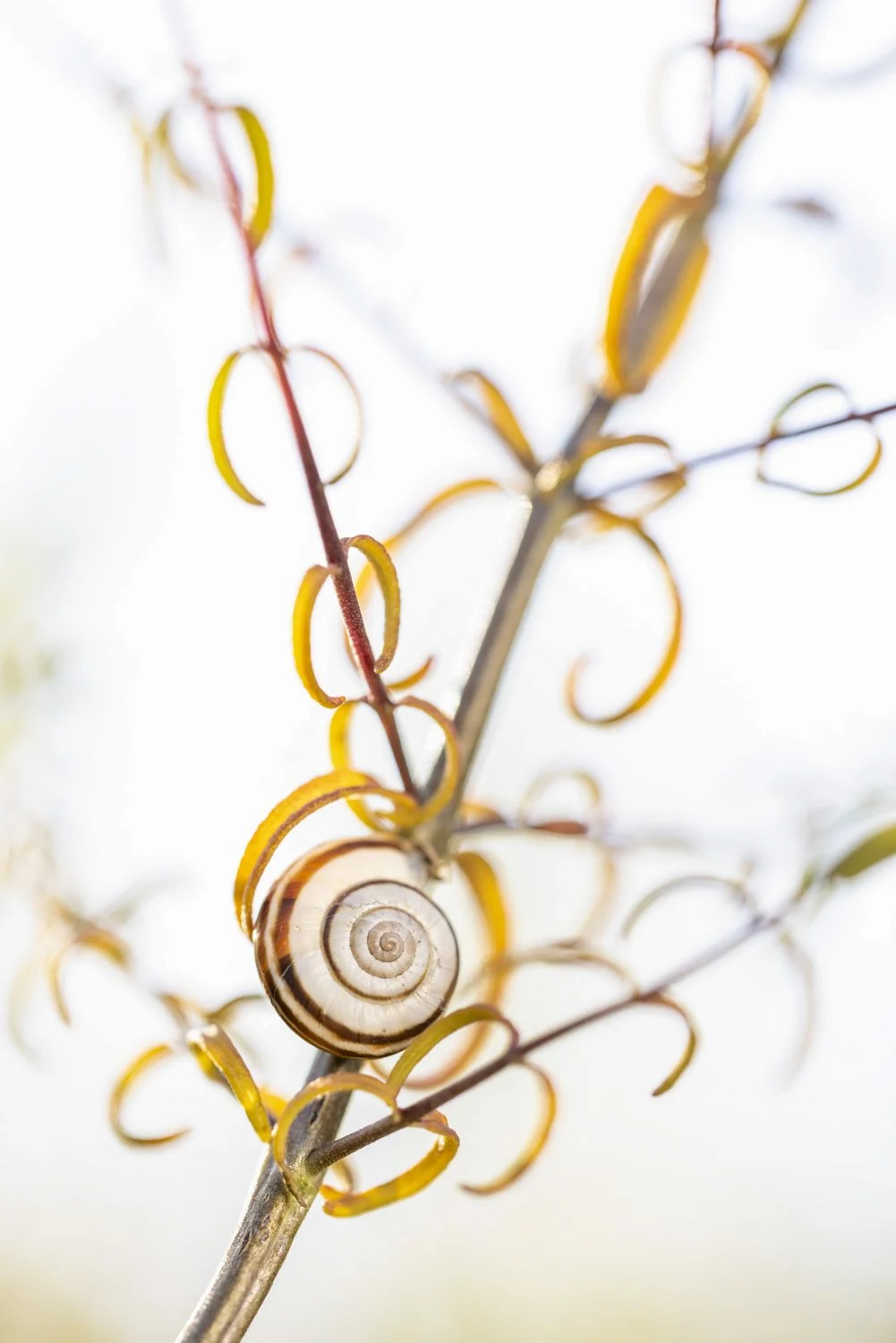 F26-13-Schnecke