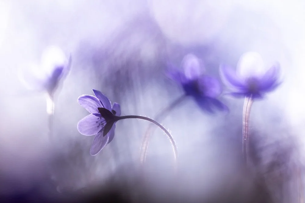 Privat-Workshop - Fotografieren in der Natur