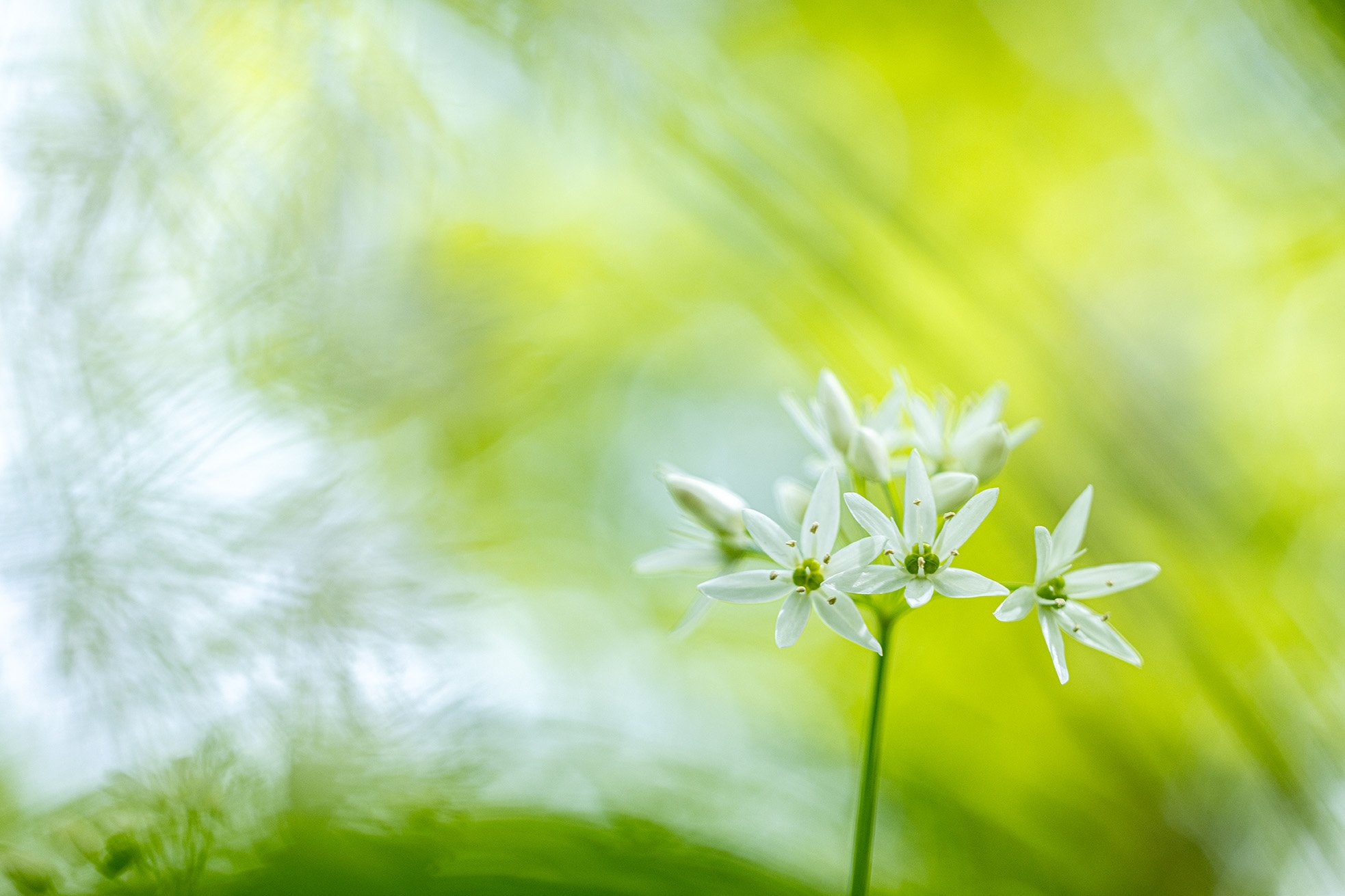 Susanne-Venditti-Naturfotografie-Makrofotografie-Baerlauch Kopie.jpg