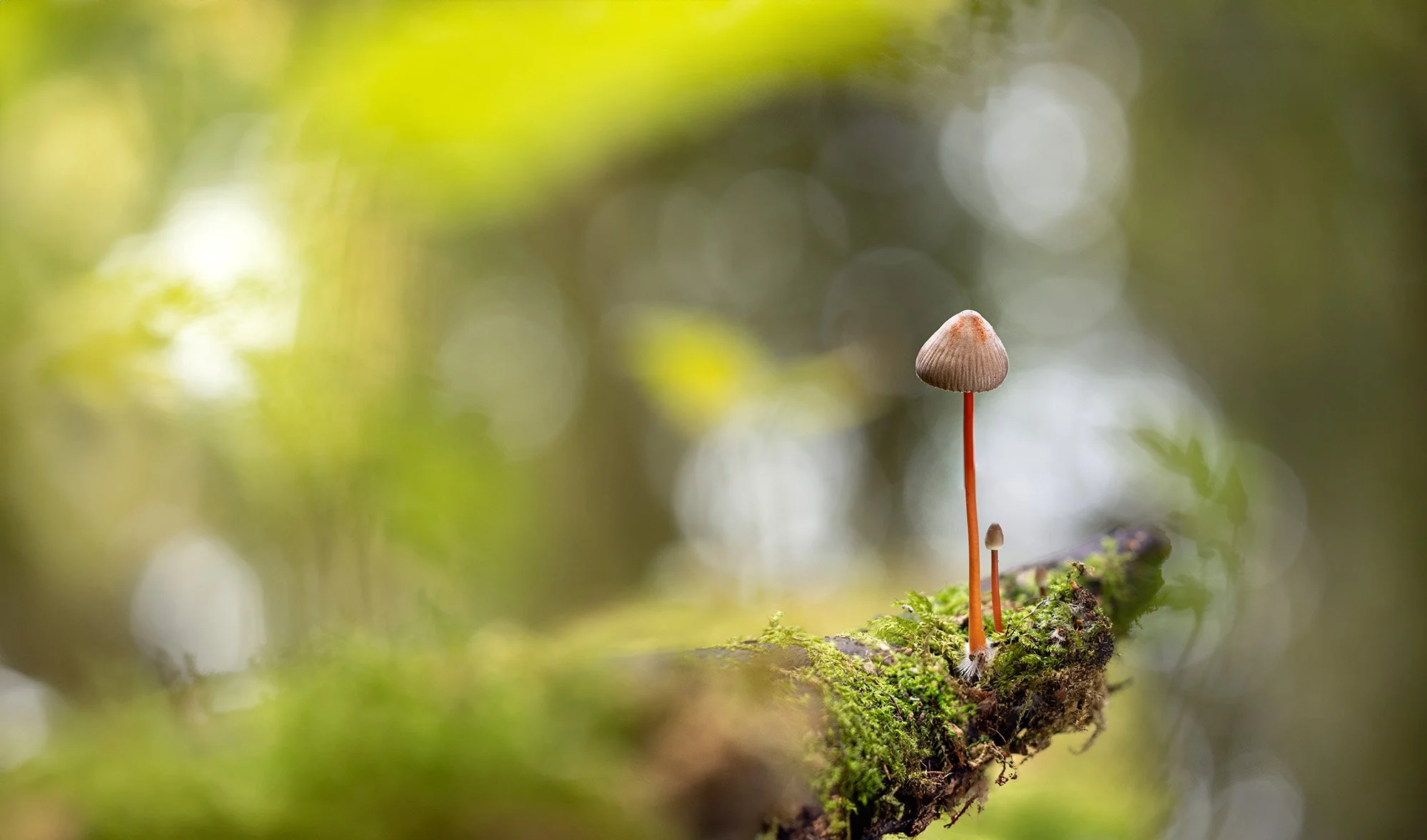 susanne-venditti-makrofotografie-pilzfotografie, helmling.jpg