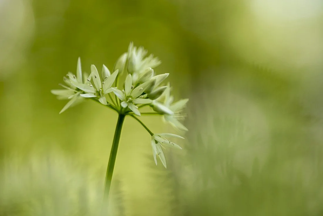 susanne-venditti-makrofotografie-baerlauch-_1.jpg