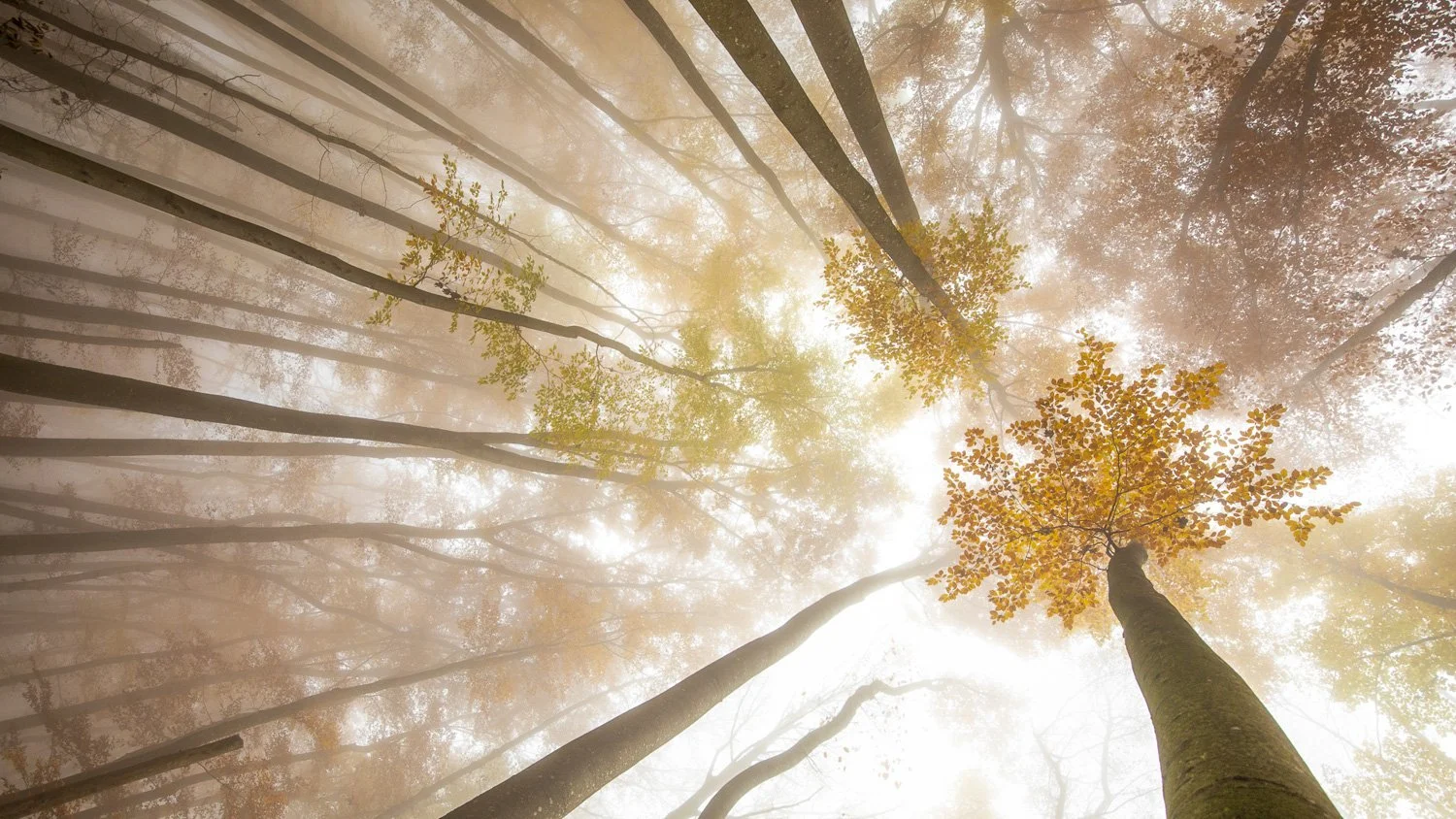 F26-21-Herbstwald