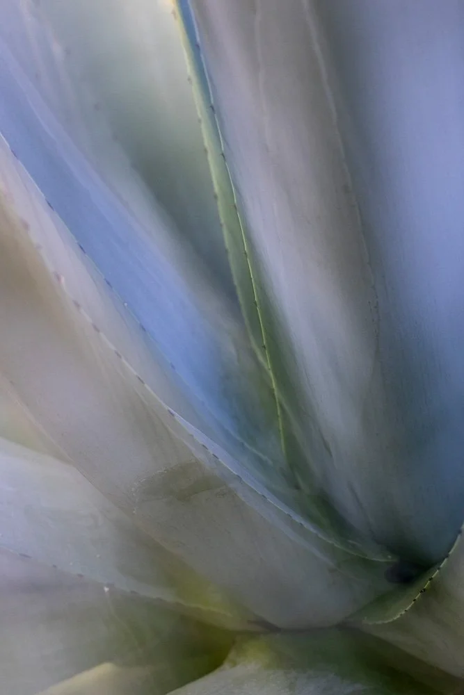 susanne_venditti_naturfotografie_agave_icm.jpg