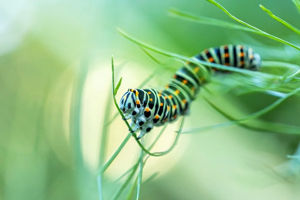 susanne_venditti_naturfotografie_raupe_schwalbenschwanz.jpg