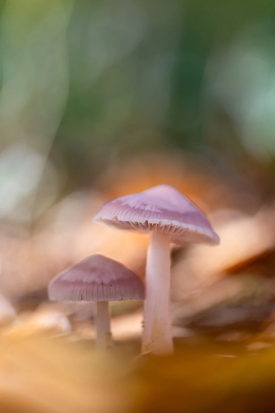 Rosa Rettichhelmling