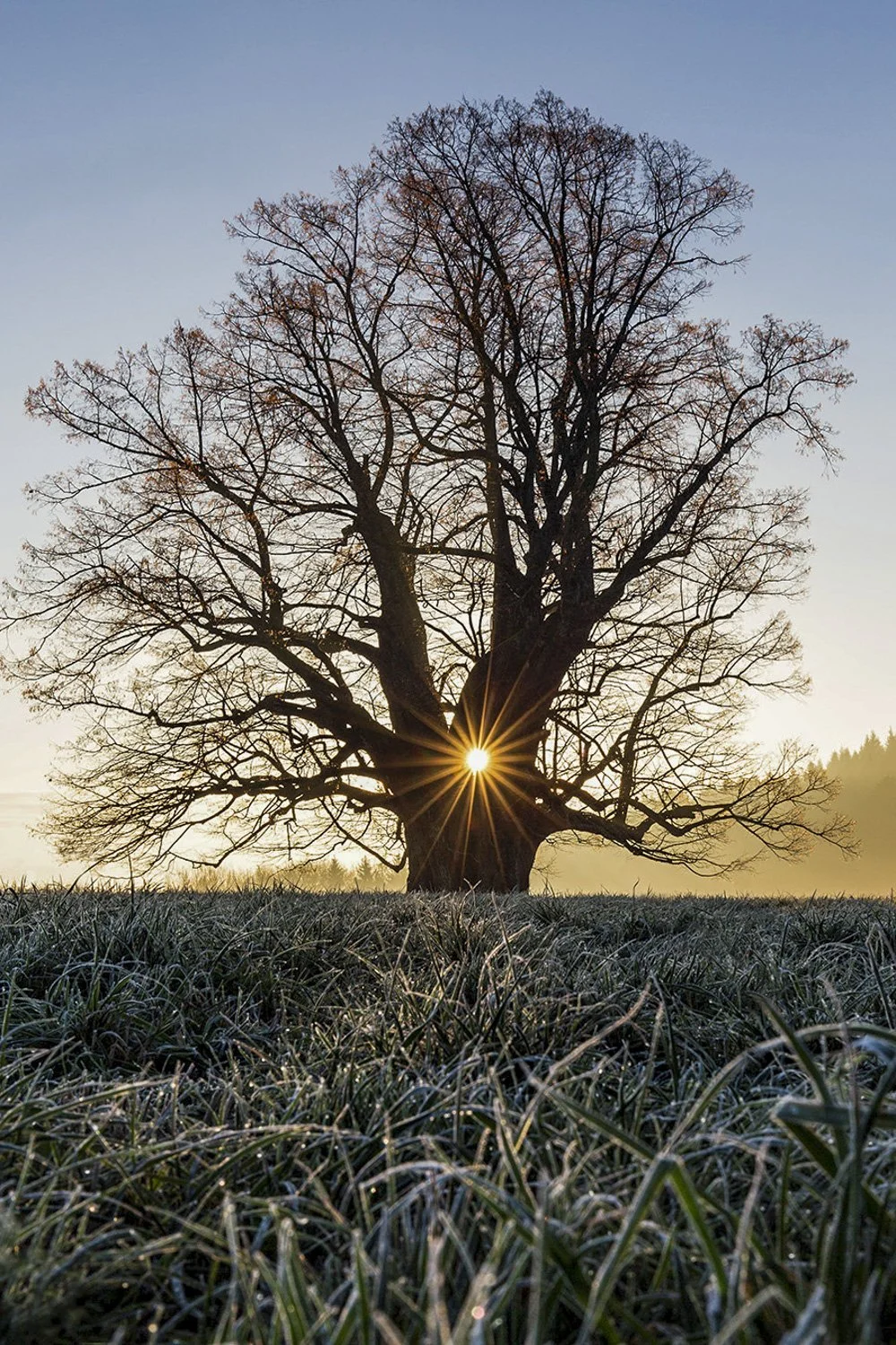 F26-20-Linner Linde