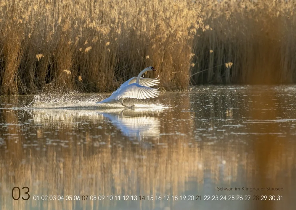 Landender Schwan im Klingnauer Stausee