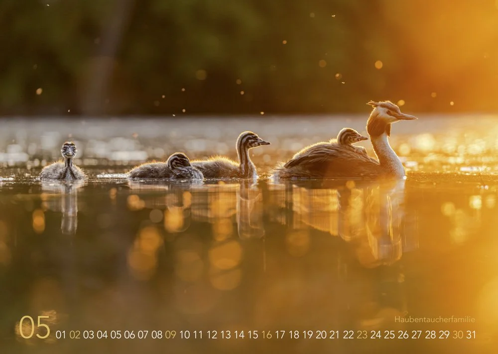 Familie Haubentaucher im Abendlicht