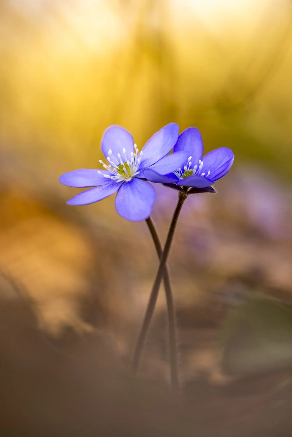 F26-05-Leberblümchen