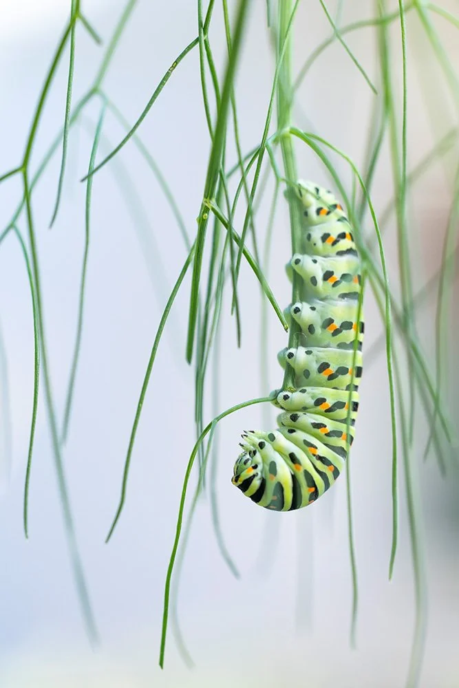 susanne_venditti_naturfotografie_schwalbenschwanz_raupe.jpg
