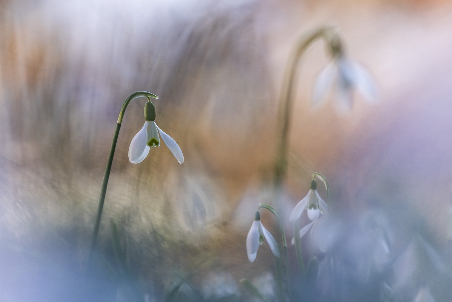 F26-11-Schneeglöckchen
