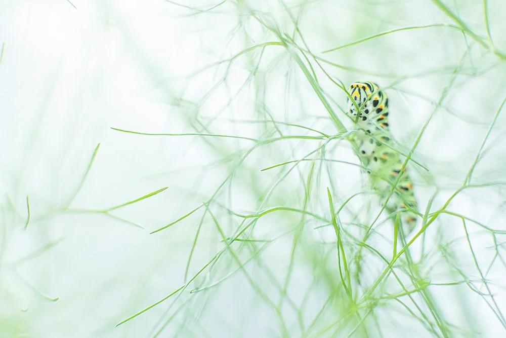 susanne_venditti_naturfotografie_raupe_schwalbenschwanz_2.jpg