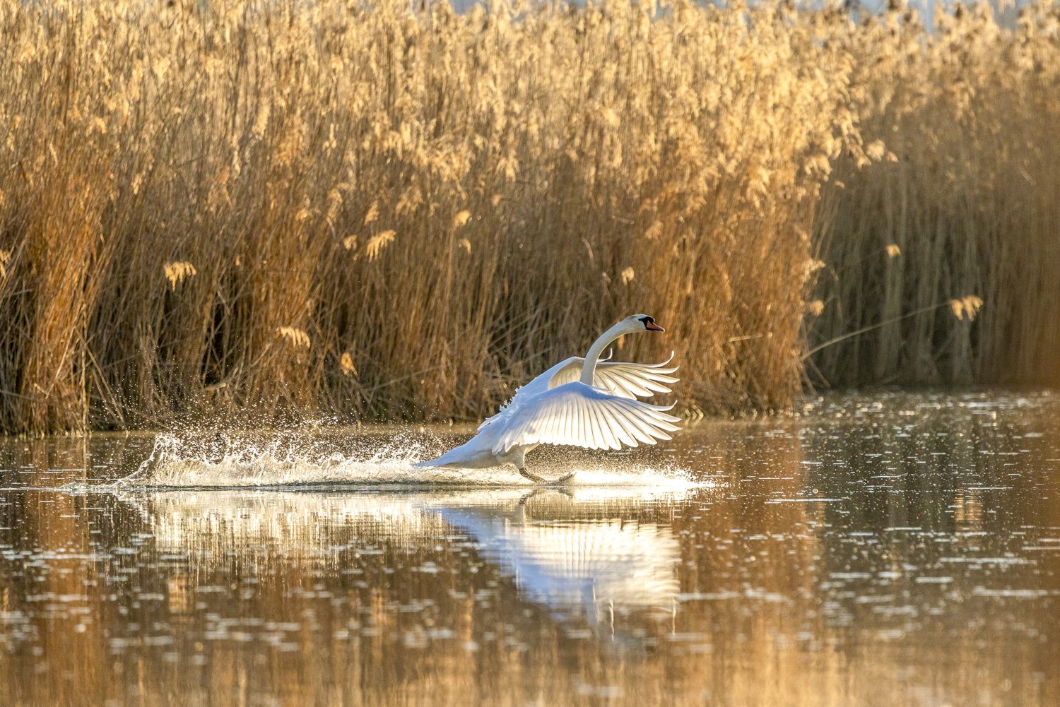 F26-22-Schwan im Morgenlicht