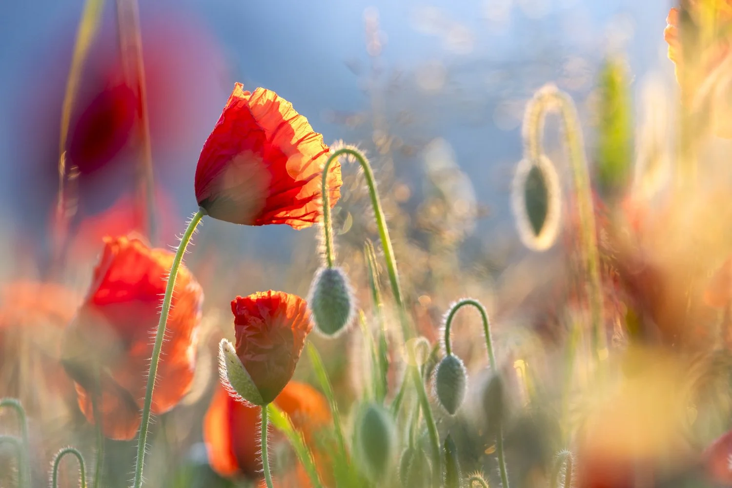F26-10-Mohn