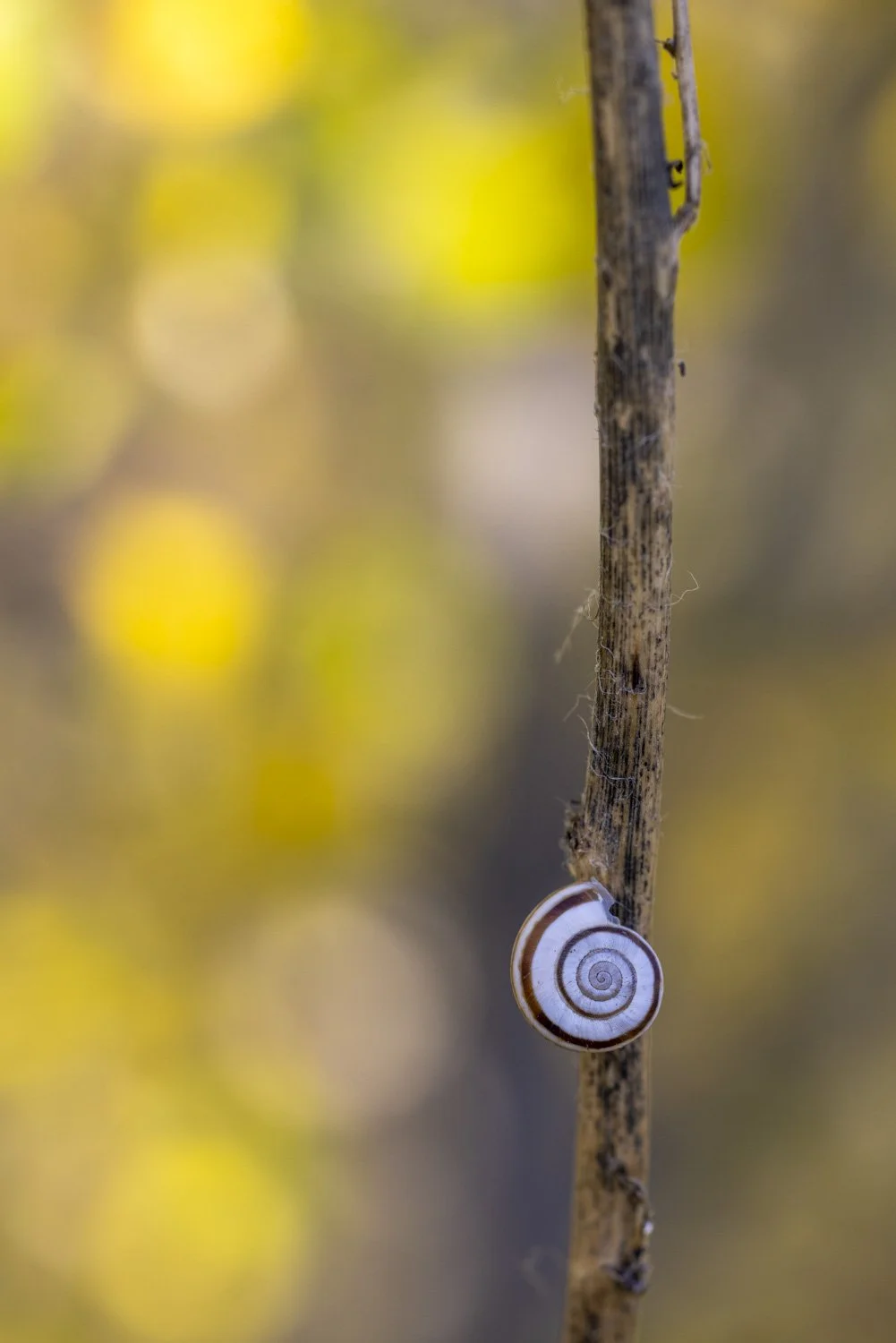 F26-12-Schnecke