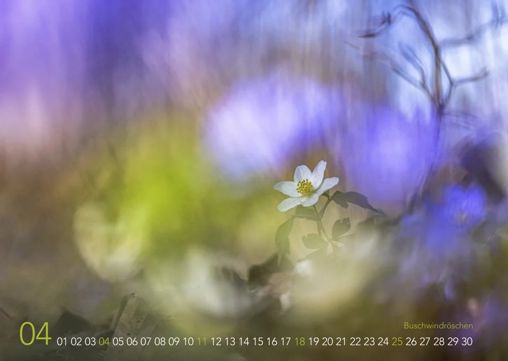 Buschwindröschen auf dem Waldboden