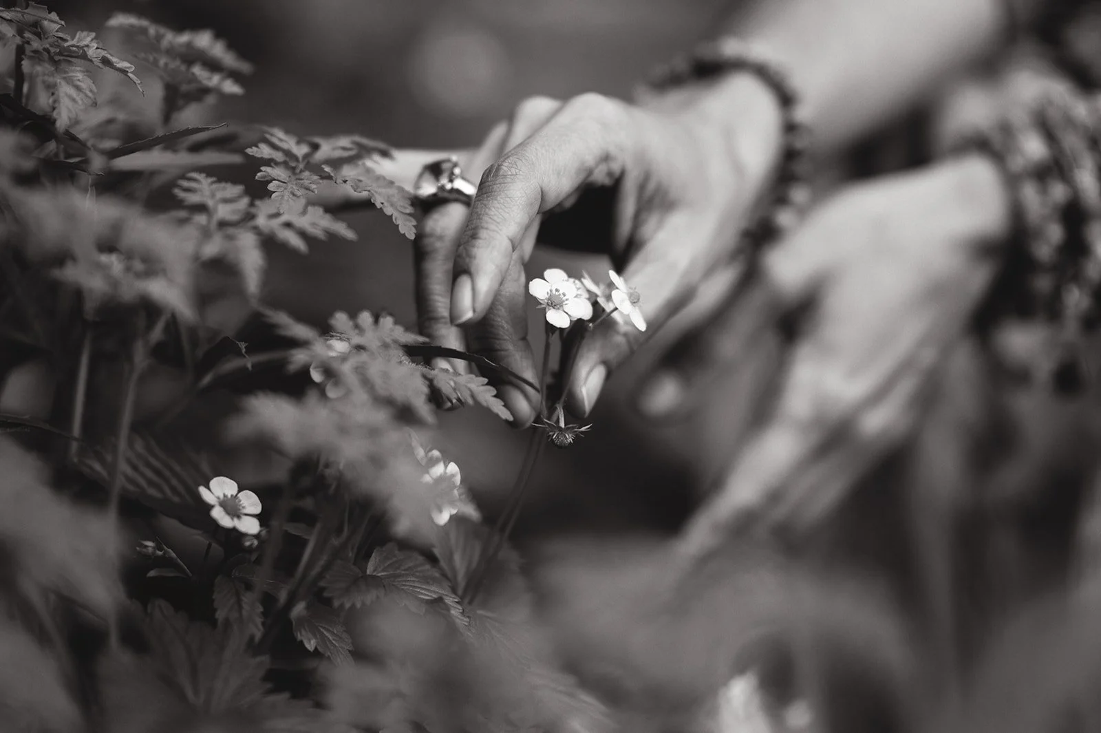 A person’s hand reaching out to a small cluster of delicate flowers surrounded by foliage.