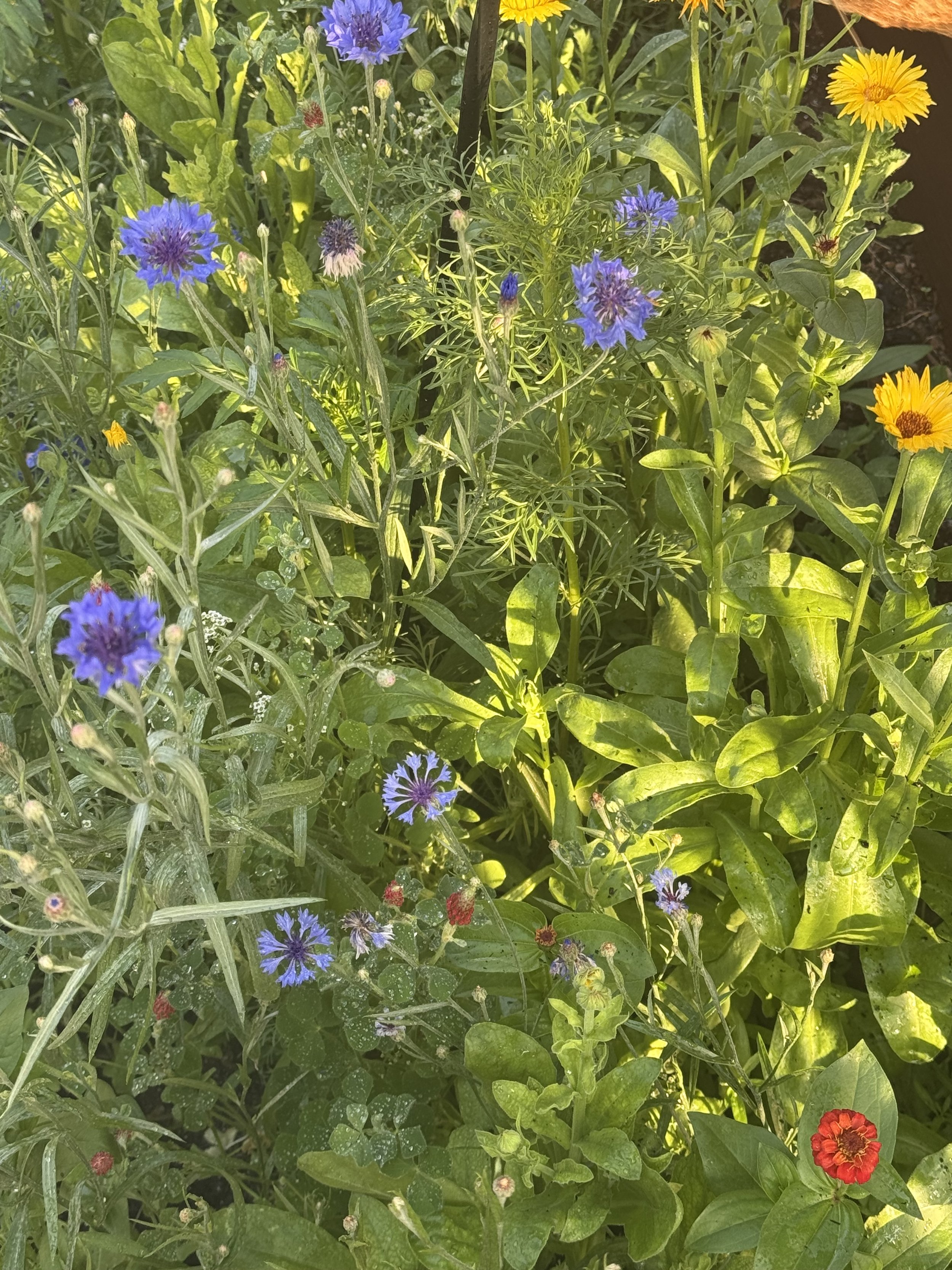 Perfectly Imperfect: Lessons from a Chaos Garden