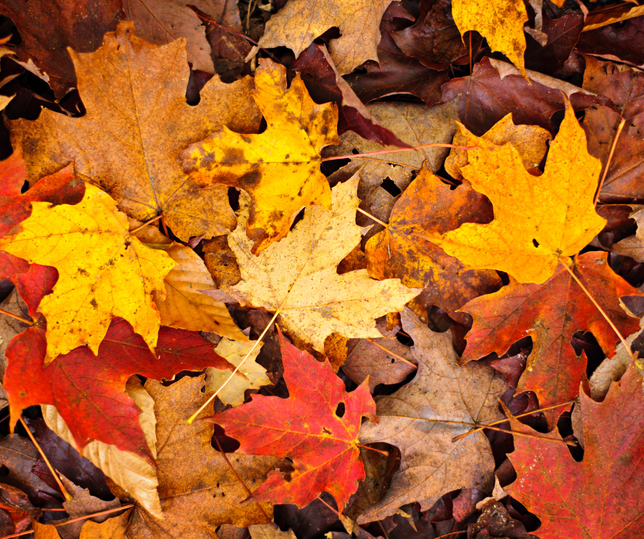 When the Season Changes, So Can You