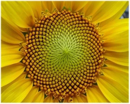 sunflower.jpg