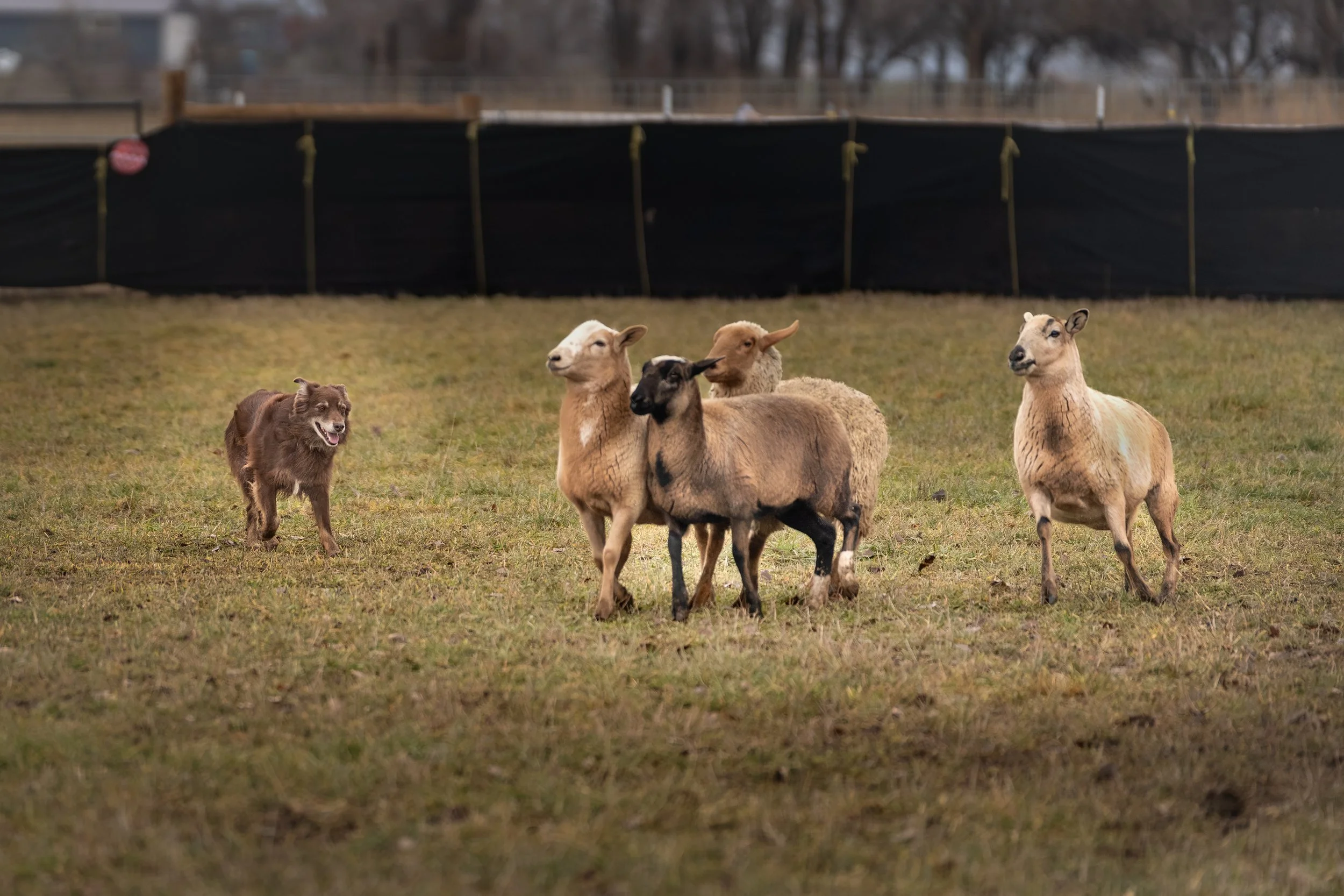 A herding dog managing a group of sheep in a fenced grassy field.