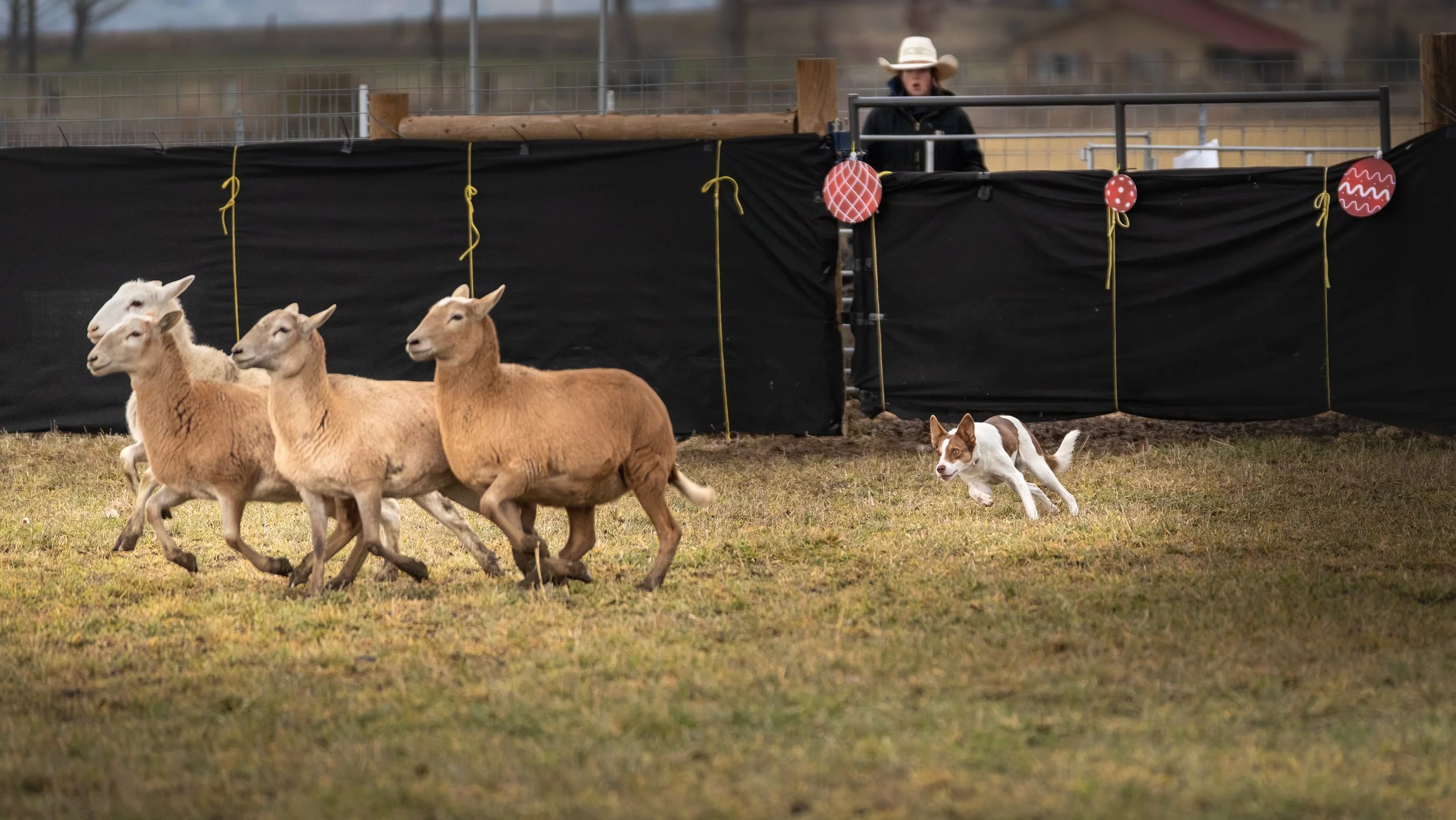 A small brown and white dog herding four sheep in a grassy area, with a person in a cowboy hat observing in the background. The scene is enclosed by a black barrier decorated with red and white circular patterns.
