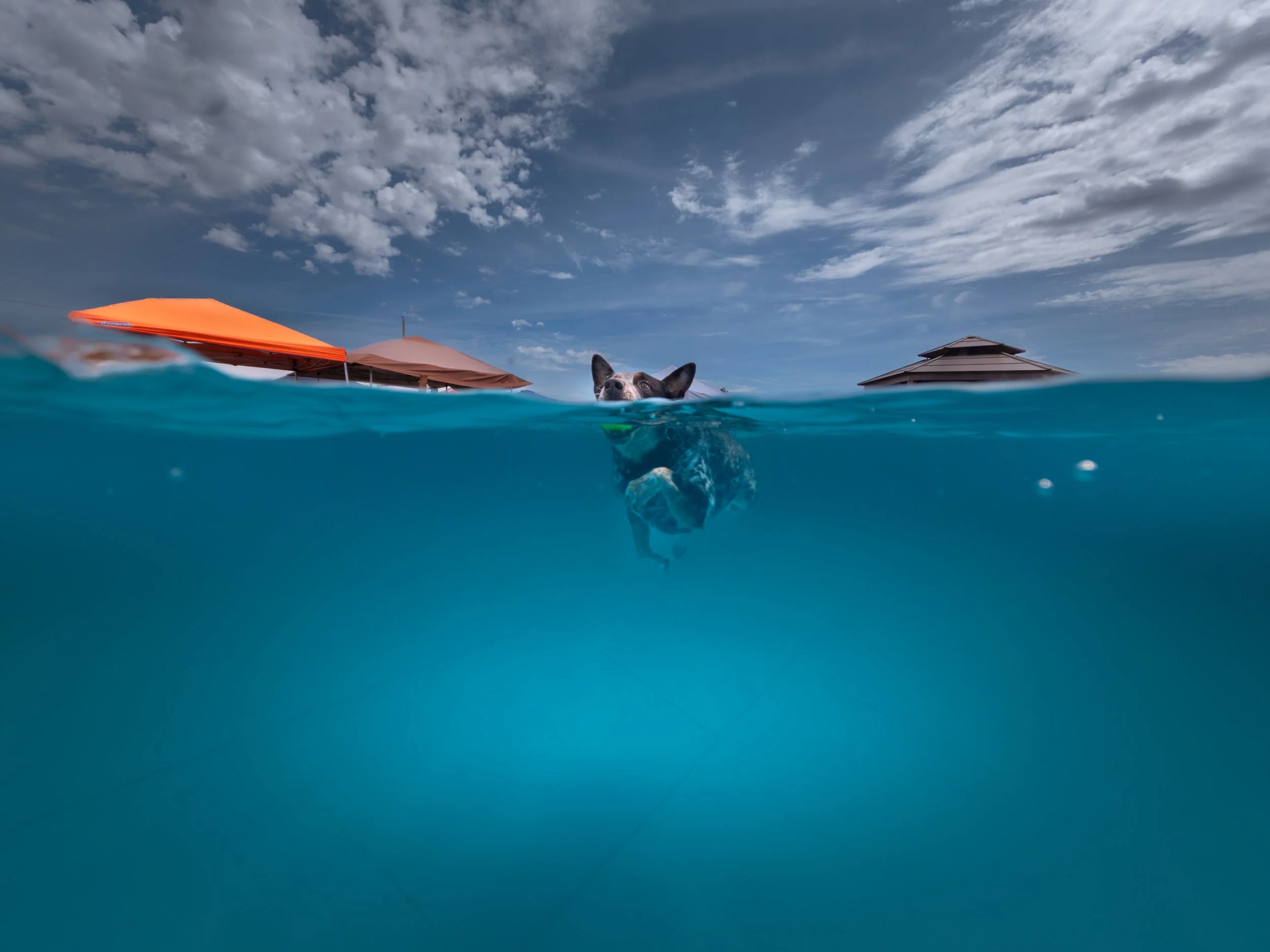 Dog swimming in a pool, partially submerged, with beach umbrellas and a cloudy sky in the background.