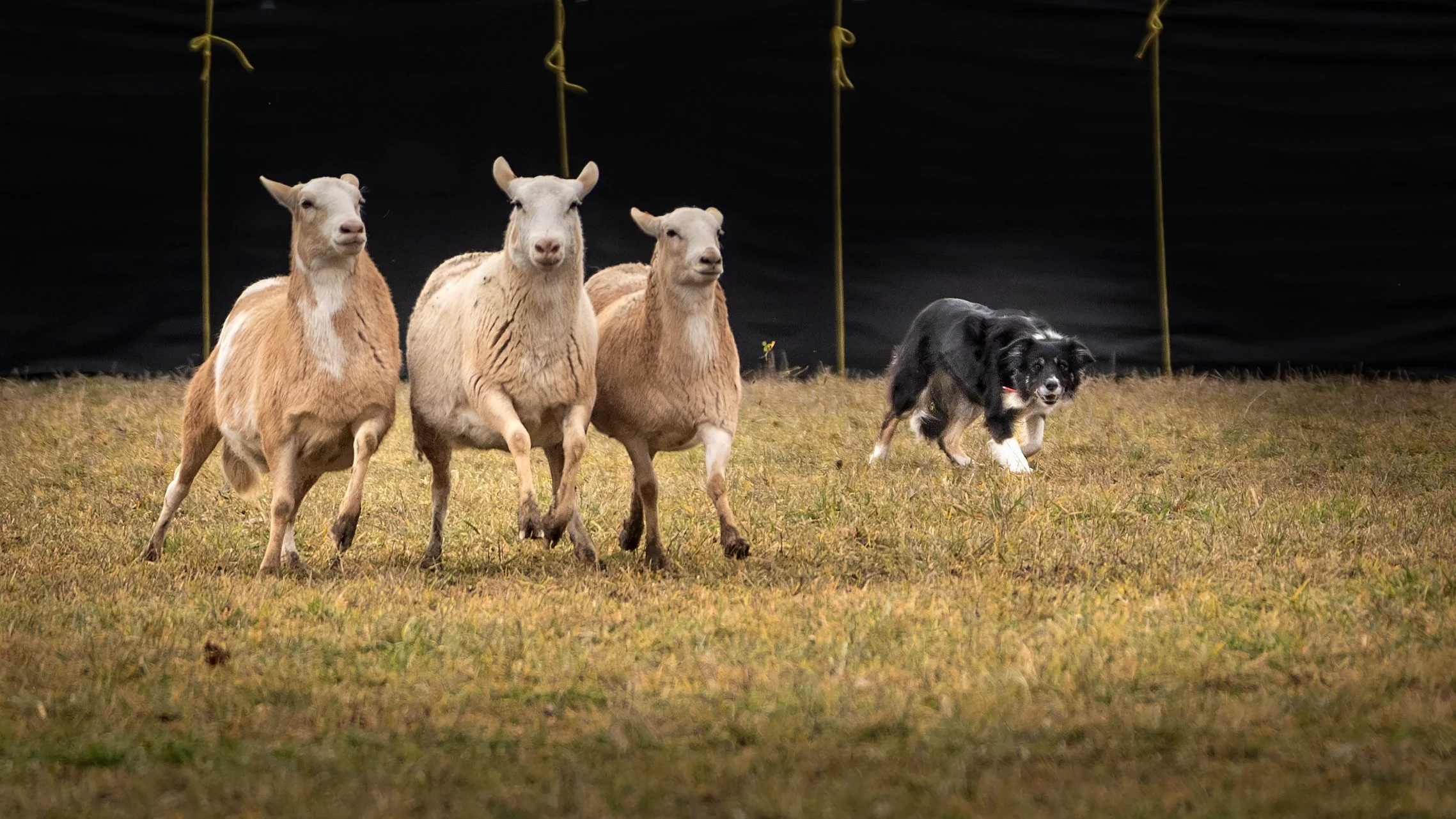 Three sheep being herded by a Border Collie on grassy field.