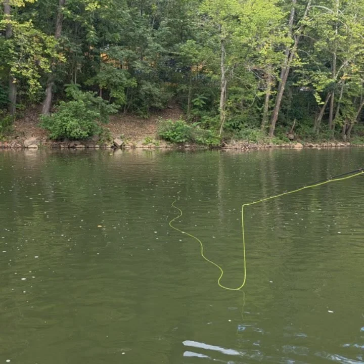 While fishing the Youghiogheny for smallies we ran into an interesting dry fly opportunity. Big Eye Shad. Eating bugs right off the surface. Crazy! #flyfishing #youghioghenyriver #shad #dryfly #flyfishinglife #floatboat #laurelhighlands #paflyfishing