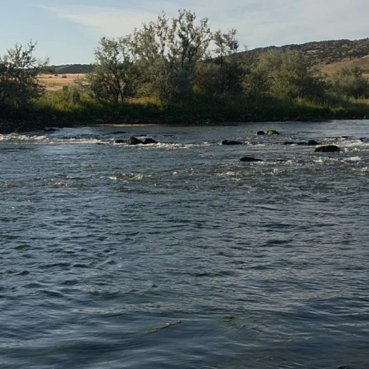 Lot's of Tricos on the water this am. With the lower flows the Tricos have been plentiful on the North Platte. This was on a recent trip with @identafly and @darkskiesflyfishing. #trico #flyfishwyoming #troutfishing #trout #flyfishingnation #flyfishi