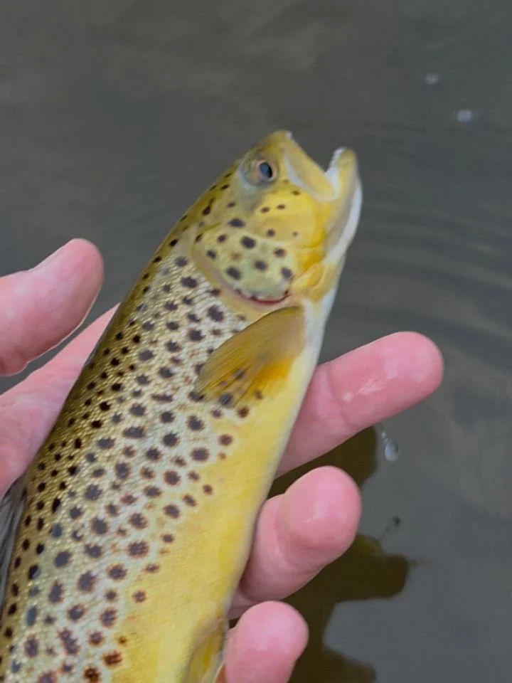 Spending some time in West Virginia, what a beautiful State, and its not that far of a drive. #westvirginia #flyfishingnation #leafpeepers #troutfishing