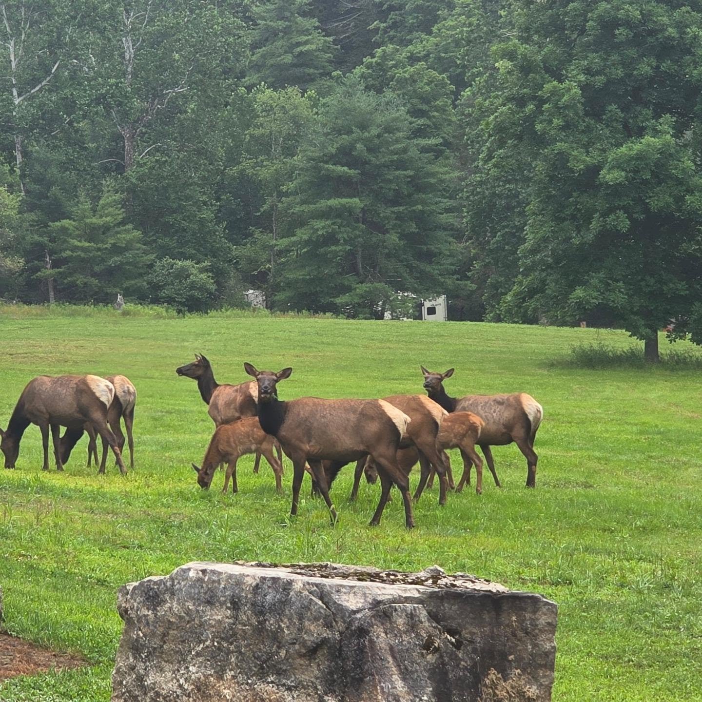 Enjoying our time here at the Elk Expo 2026 in Benzette, PA. Had some neighbors this morning while getting up to go to the Expo. #elk #outdoors